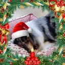 The Shit Squad's icon