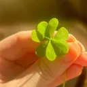 ☓・Lucky Castle﹕🍀﹚