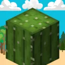 Cactus Events