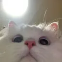 Хата