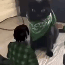 Kyo