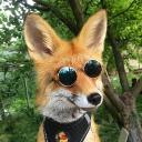 No Fox Given-Social