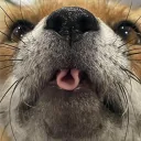 No Fox Given-Social Discord Server Icon