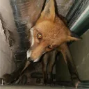 No Fox Given-Social Discord Server Icon