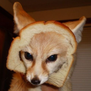 No Fox Given-Social Discord server icon