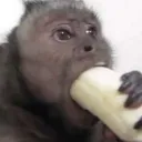 Apes of the Banana Sun