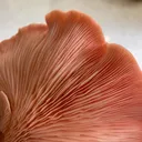 Mycology Club at UC San Diego