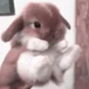 rae bunny's wonderland