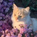 ࿐°..    𐔌  ꒱  Kozue  .  Activ... Discord Server Icon