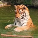 Silly Central Discord Server Icon