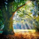  Stump Discord Server Icon