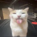 the big gay 3 Discord Server Icon