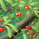 The Lychee Tree