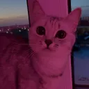 @kitties