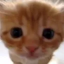 ₊‧ ⟆˚໒꒱ ୧ Roleplay comunity!︶ ๑꒷₊‧