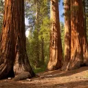 Redwood