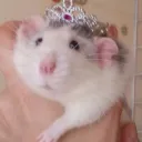 rat hangout