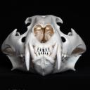The Skull Index
