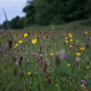 Regenerative Agriculture