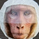 Krazy Apes