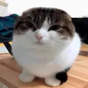 Meow Meows (coming back in spr... Discord Server Icon