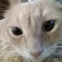 Cult of Cats - Advertising - Memes - Gaming - Pets - General Chat