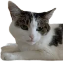 КОШКА-БОЧКА