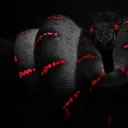 Cobra Company
