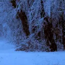 Warrior Cats; Frost