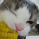 ⚡𝓡𝓪𝓷𝓭𝓸𝓶 ⚡⌠𝘾𝙤𝙢𝙢𝙪𝙣𝙞𝙩𝙮⌡