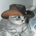 Cowboy Cats Rebirth