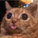 Memefest's server Discord Server Icon