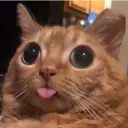 Memefest's server discord icon