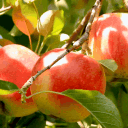 Cider
