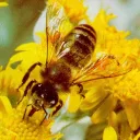 Easter Ross Bees