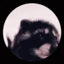 La Cueva del Sexo 🦝