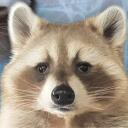 raccoons' nest Discord Server Icon