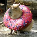 ᶜᵃᵖⁱᵛᵃʳᵃ'ˢ ˢᵖᵃᶜᵉ discord icon