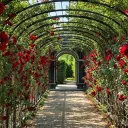rose garden