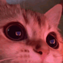 🌺﹕FireWorks ៸៸ avatar