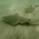 SNORKELING CLUB