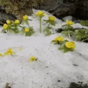 𐔌  𝑒𝑚𝑜𝑗𝑖𝑠 ꣓ Discord Server Icon