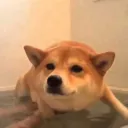 the bathdoge server Discord Server Icon