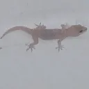 The German Empire discord icon