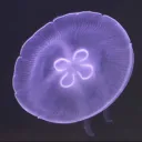 Jellyfish feilds💙 discord icon