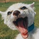 FurrCity (dead server) Discord Server Icon