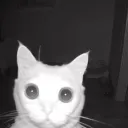 ☆Nota’s World☆ discord icon