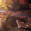 Jellyfish Cove! Discord server icon