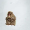 開発者