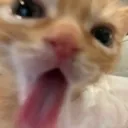 𝐁𝐮𝐧𝐠𝐥𝐞 𝐉𝐮𝐧𝐠𝐥𝐞 Discord Server Icon